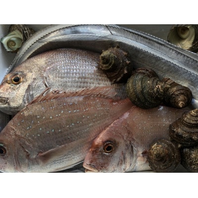 竹中水産の八幡浜発!「朝獲れデイリー鮮魚BOX」1.5kg【C22-277】