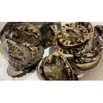 竹中水産の黒アワビ 計200g前後【D22-294】