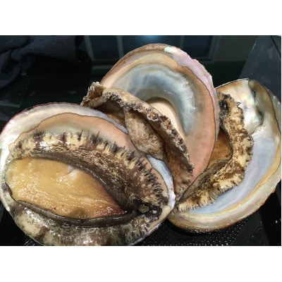 八幡浜発!赤アワビ300g前後!【D22-293】