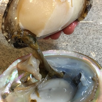 八幡浜発!赤アワビ300g前後!【D22-293】