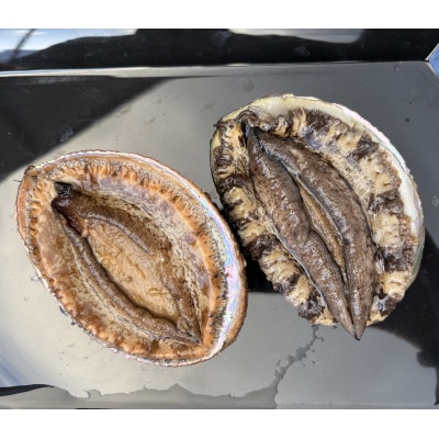 (赤、黒)縁起の良い番いアワビ【F22-292】