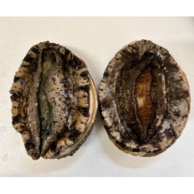 (赤、黒)縁起の良い番いアワビ【F22-292】