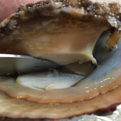 (赤、黒)縁起の良い番いアワビ【F22-292】