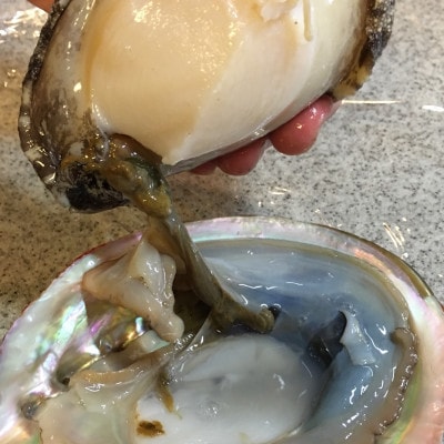 (赤、黒)縁起の良い番いアワビ【F22-292】