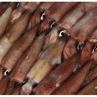 八幡浜発!竹中水産の「白いか1kg」!【D22-291】