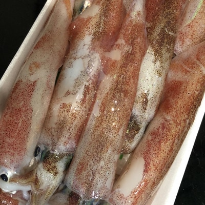 八幡浜発!竹中水産の「白いか1kg」!【D22-291】