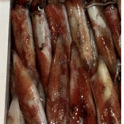 八幡浜発!竹中水産の「白いか1kg」!【D22-291】