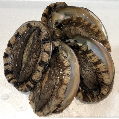 【2ヵ月毎定期便】「アワビ三昧大サイズ」600g前後(鯛またはアジとセット)【H22-290】全3回