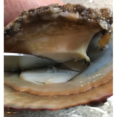 【2ヵ月毎定期便】「アワビ三昧大サイズ」600g前後(鯛またはアジとセット)【H22-290】全3回