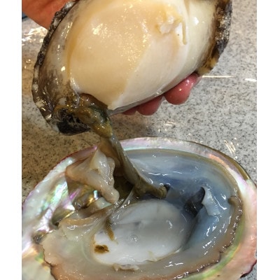 【2ヵ月毎定期便】「アワビ三昧大サイズ」600g前後(鯛またはアジとセット)【H22-290】全3回