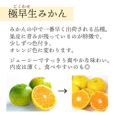 【2025年10月より順次発送】シーズン1番採り!八幡浜産 極早生みかん 5kg【C25-35】