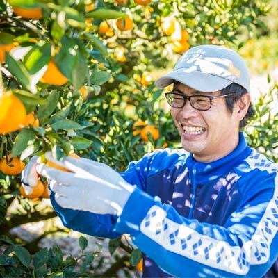 ミヤモトオレンジガーデンの「河内晩柑」 約4kg