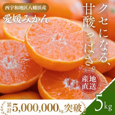 愛媛みかん 5kg 西宇和地区八幡浜市産【D25-21】