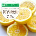 ミヤモトオレンジガーデンの「河内晩柑　約7.5kg」【C25-42】