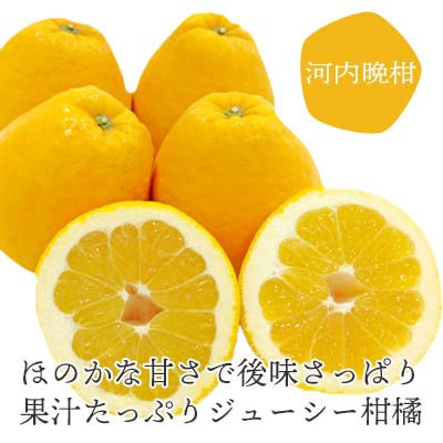 【2025年4月下旬】苦味の少ない和製グレープフルーツ 河内晩柑6kg(訳あり)【C25-136】