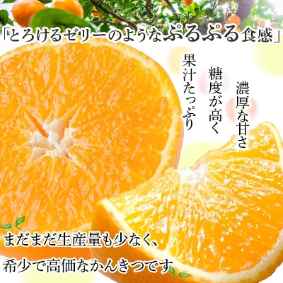 【2025年発送】紅まどんなと同品種!愛媛果試28号 3.5kg【訳あり】【D25-133】