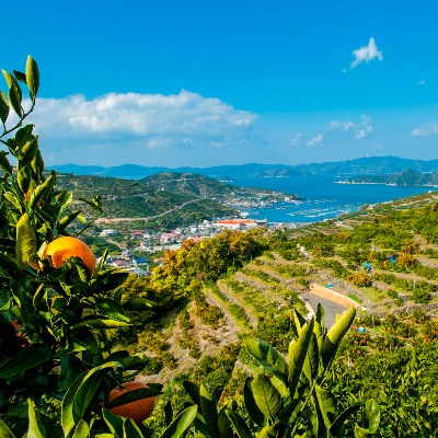 愛媛みかん果汁100%ストレート 自然のめぐみジュース 180ml×12本 (家庭用)【D25-3】