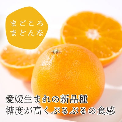 愛媛限定栽培柑橘 まどんな寒天ゼリー12本セット【D25-16】
