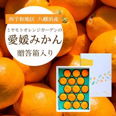 2025年11月より順次発送】西宇和地区八幡浜産 愛媛みかん贈答用 2025年11月より順次発送】西宇和地区八幡浜産 愛媛みかん贈答用