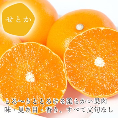 【2026年2月以降発送】とろける濃厚柑橘 せとか ギフトボックス入り【D25-98】