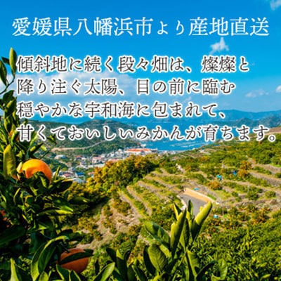 2026年2月以降発送】とろける濃厚柑橘 せとか ギフトボックス 2026年2月以降発送】とろける濃厚柑橘 せとか ギフトボックス