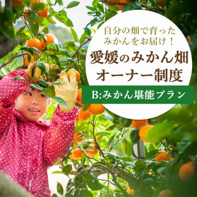 自分の畑が持てる!みかんオーナー制度:Bみかん堪能プラン ミヤモトオレンジガーデン【H25-112】