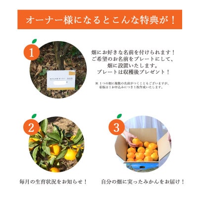 自分の畑が持てる!みかんオーナー制度:Bみかん堪能プラン ミヤモトオレンジガーデン【H25-112】