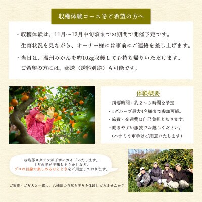 自分の畑が持てる!オーナー制度:Dみかん収穫体験プラン ミヤモトオレンジガーデン【H25-157】