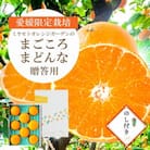【2025年11月より順次発送】まどんな (愛媛果試28号) 贈答箱入り のし付き【D25-170】