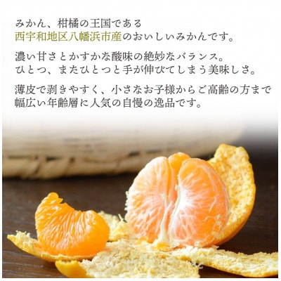 【2025年11月より順次発送】八幡浜産 愛媛みかん【贈答用】15個入り のし付き【C25-167】