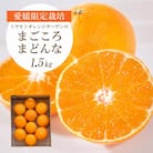 【2025年11月より順次発送】紅まどんなと同品種 愛媛果試28号 1.5kg【C25-178】