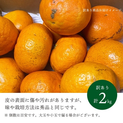 【2026年2月より順次発送】愛媛限定栽培柑橘 甘平(かんぺい)2kg【訳あり】【D25-184】