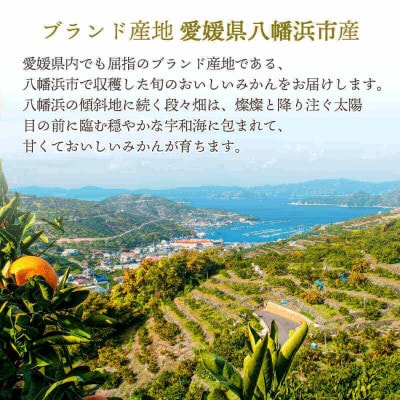 【2026年2月より順次発送】愛媛限定栽培柑橘 甘平(かんぺい)2kg【訳あり】【D25-184】