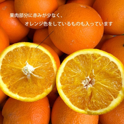 【2026年発送】愛媛県八幡浜市産 ブラッドオレンジ(タロッコ)5kg【訳あり】【C25-190】