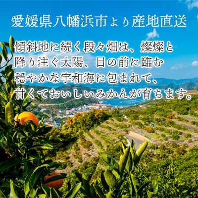 【2025年12月より順次発送】愛媛県八幡浜市産 はれひめ3kg【C25-206】