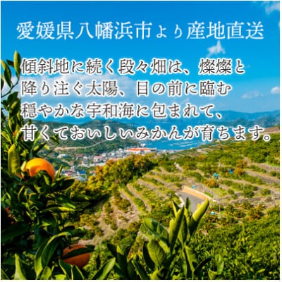 【2025年12月より順次発送】愛媛県八幡浜市産 はれひめ5kg【訳あり】【C25-207】