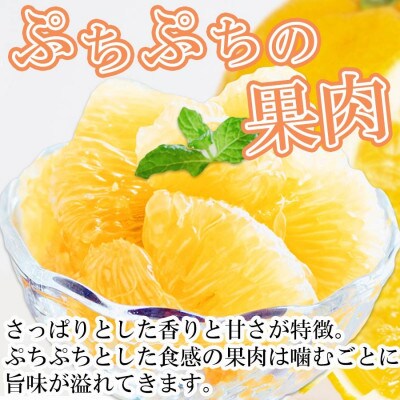【2026年3月以降発送】さっぱりみずみずしい サンフルーツ(甘夏)3kg【C25-213】