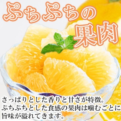 【2026年3月以降発送】さっぱりみずみずしいサンフルーツ(甘夏)5kg【訳あり】【C25-214】