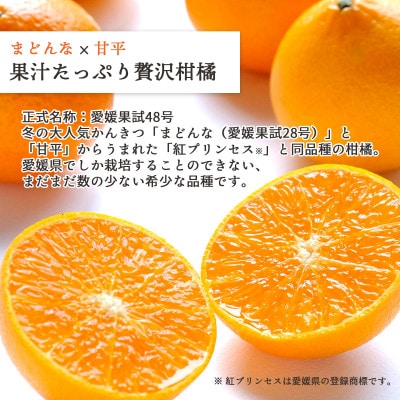 【2026年発送】甘平×まどんな「紅プリンセス」と同品種!愛媛果試48号1.5kg【C25-211】