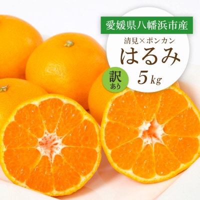 【2026年2月より順次発送】愛媛県八幡浜市産 はるみ5kg【訳あり】【C25-209】