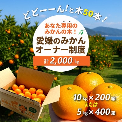 あなた専用みかんの木どどんと50本!みかんオーナー制度 (みかん2,000kg)【H25-217】