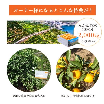 あなた専用みかんの木どどんと50本!みかんオーナー制度 (みかん2,000kg)【H25-217】