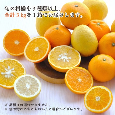 愛媛県八幡浜産 旬のかんきつ詰め合わせバラエティセット 計3kg【訳あり】【D25-294】