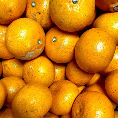 【ご家庭用】せとか 3kg 愛媛県 八幡浜産市 西宇和地区 柑橘の女王【C25-337】