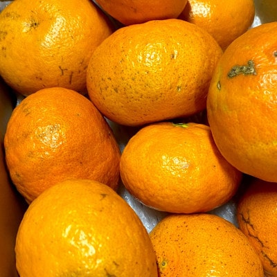 【ご家庭用】甘平 2kg 愛媛県 八幡浜産 西宇和地区 扁平で濃い味 新食感【C25-311】