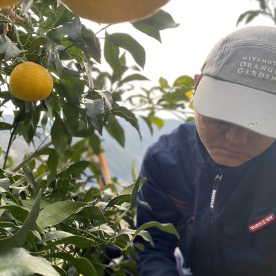 最高級みかん 媛皇 媛小春 4kg 愛媛県 八幡浜市 希少な幻の柑橘 黄色【H25-321】