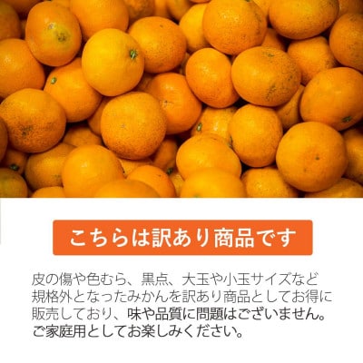 【ご家庭用】媛小春 2.5kg 愛媛県 八幡浜市 西宇和地区 希少な幻の柑橘【C25-323】