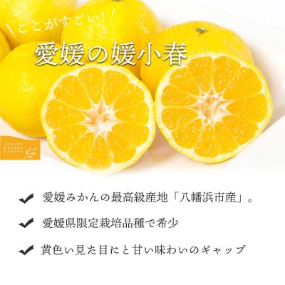 【ご家庭用】媛小春 7kg 愛媛県 八幡浜市 西宇和地区 希少な幻の柑橘【F25-325】