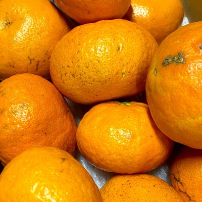 【先行受付】【訳あり】甘平 1.5kg 愛媛県 八幡浜市 西宇和地区【C25-333】