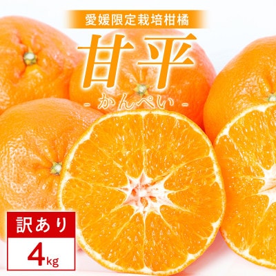 【訳あり】甘平 4kg 愛媛県 八幡浜市 西宇和地区 扁平で濃い味【E25-334】